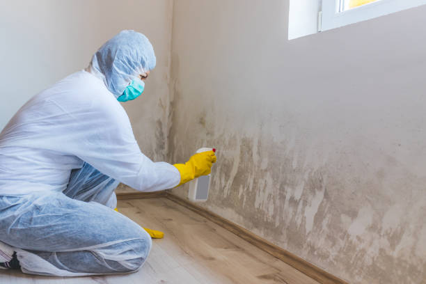 Licensed Mold Cleanup service in Bellwood, VA - WQB Mold Removal